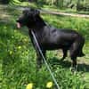 Berti sucht ihre Familie , treu,  Ruhig