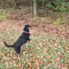 🐾Willi sucht seine Menschen 🐾