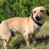 Bex-Leiser, sanfter Schatz sucht sein Gl