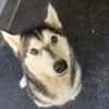 Ushka
