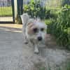 ACHILLE