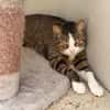 TITOU