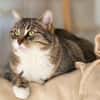 Nikita