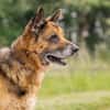 RAYSON SOS URGENT