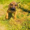Max sucht eine Familie