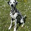 Luna die 7. sucht dringend neues Zuhause
