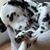 Luna die 7. sucht dringend neues Zuhause