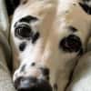 Luna die 7. sucht dringend neues Zuhause