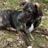 Monty ein toller braver Welpe