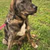Monty ein toller braver Welpe