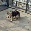 Kleine Fienchen sucht ihre Familie