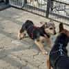 Kleine Fienchen sucht ihre Familie