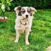 Snoopy ein verschmuster kleiner Kerl