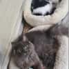 Tiki & Sophie Dreamteam sucht Familie