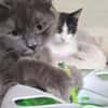 Tiki & Sophie Dreamteam sucht Familie
