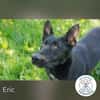 Eric: Black beauty sucht seine Menschen