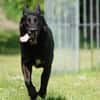 Eric: Black beauty sucht seine Menschen