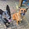 Eric: Black beauty sucht seine Menschen