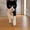 Enzo sucht Dich