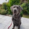 Bandit - Hundekenner aufgepasst!
