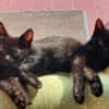 Pflegestelle für Kitten gesucht