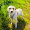 Lieber Gero sucht eine Familie