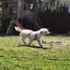 Calin - der ausgeglichene Herzenshund