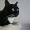 LUMPI sucht dringend Zuhause!