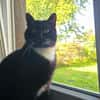 LUMPI sucht dringend Zuhause!