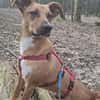 Canelo ein ganz besonderer Hund