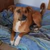 Canelo ein ganz besonderer Hund