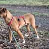 Canelo ein ganz besonderer Hund