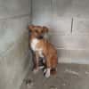 Canelo ein ganz besonderer Hund