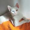 Alfy Schneeweißer Kater sucht Familie