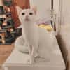 Alfy Schneeweißer Kater sucht Familie