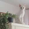 Alfy Schneeweißer Kater sucht Familie