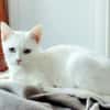 Alfy Schneeweißer Kater sucht Familie