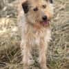 Dexie sucht ihre Familie