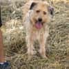 Dexie sucht ihre Familie