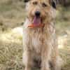 Dexie sucht ihre Familie