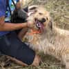 Dexie sucht ihre Familie