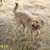 Dexie sucht ihre Familie