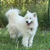 Aska