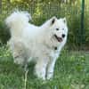 Aska