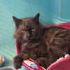 SALEM