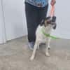 BENJI