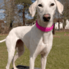 Lady Sadie
