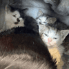 Mum & Kittens