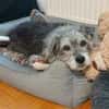 Buddy sucht ein neues Zuhause