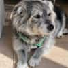 Buddy sucht ein neues Zuhause